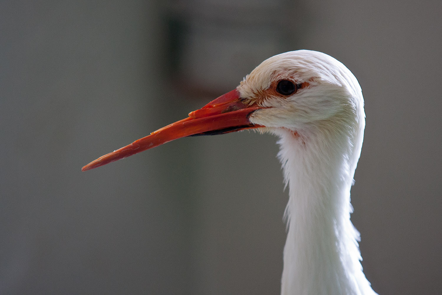 Negró lett a madárkirály