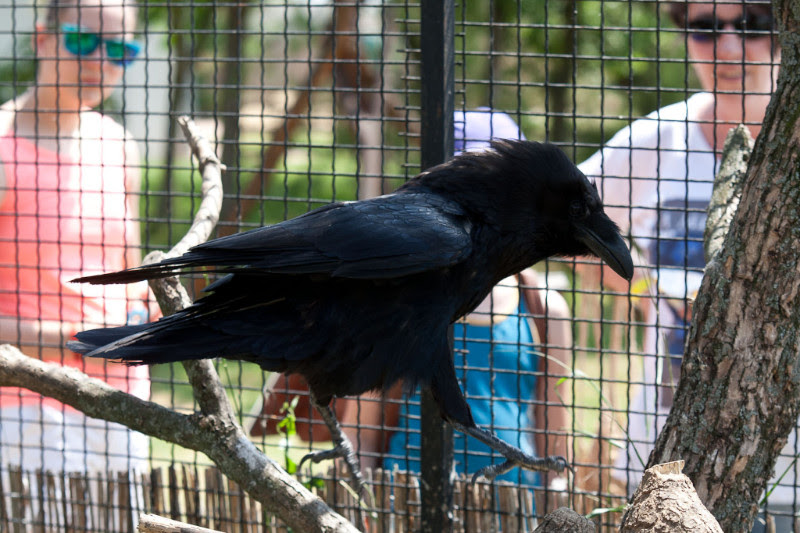 Negró lett a madárkirály