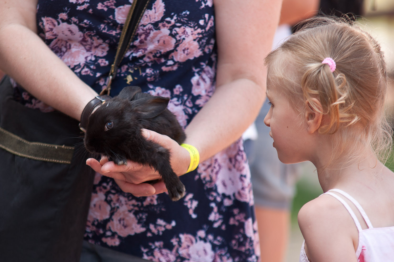 Negró lett a madárkirály