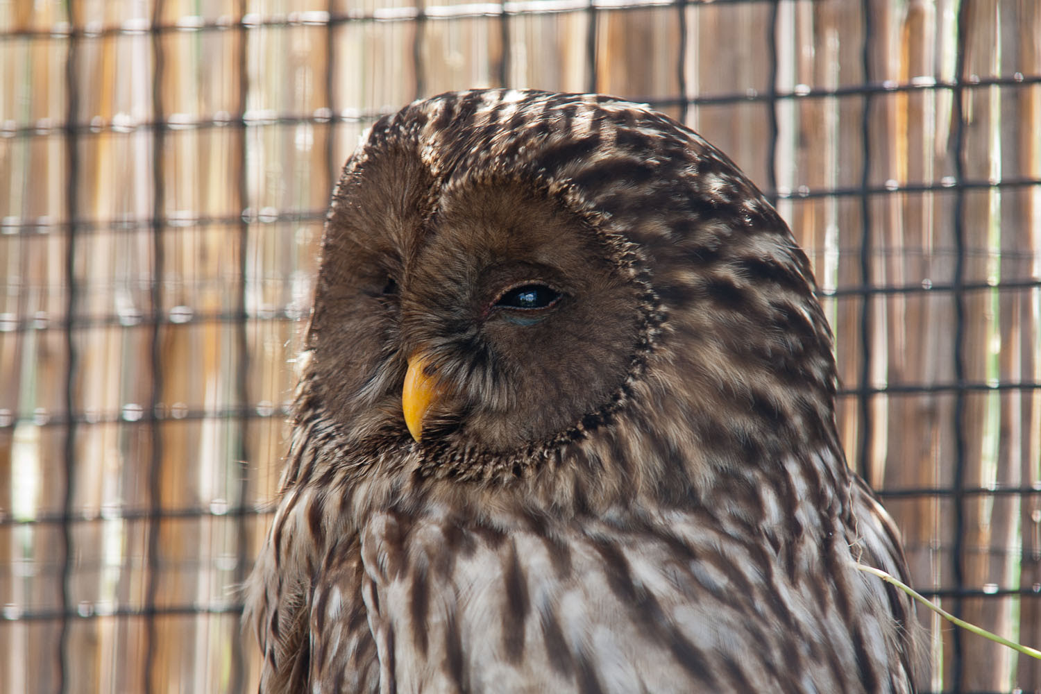 Negró lett a madárkirály