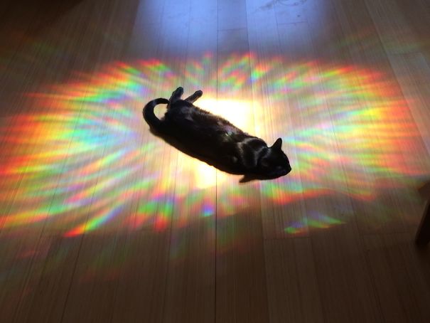 Ez a 10 macska bármikor áldozna a Napisten oltárán