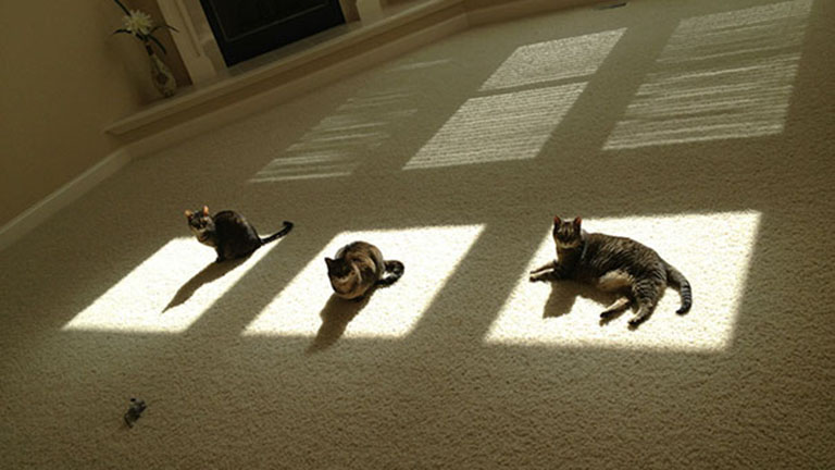 Ez a 10 macska bármikor áldozna a Napisten oltárán