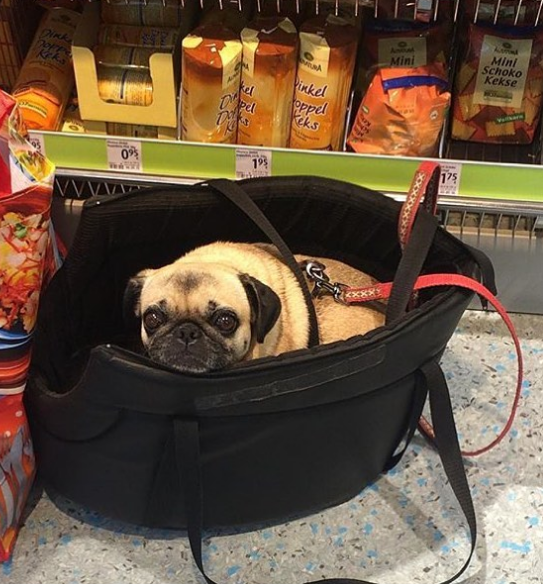 10 fotó, ami bebizonyítja, hogy a kutyák túl jók a gyalogláshoz 10 fotó, ami bebizonyítja, hogy a kutyák túl jók a gyalogláshoz