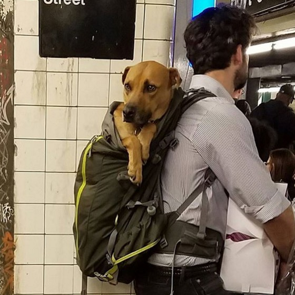 10 fotó, ami bebizonyítja, hogy a kutyák túl jók a gyalogláshoz 10 fotó, ami bebizonyítja, hogy a kutyák túl jók a gyalogláshoz