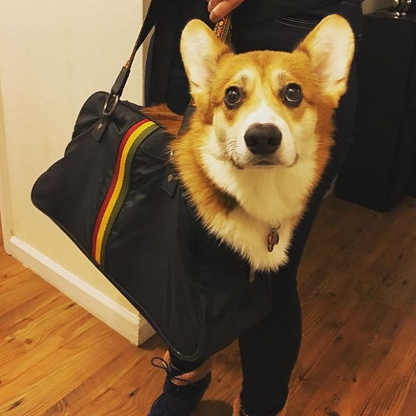 10 fotó, ami bebizonyítja, hogy a kutyák túl jók a gyalogláshoz 10 fotó, ami bebizonyítja, hogy a kutyák túl jók a gyalogláshoz