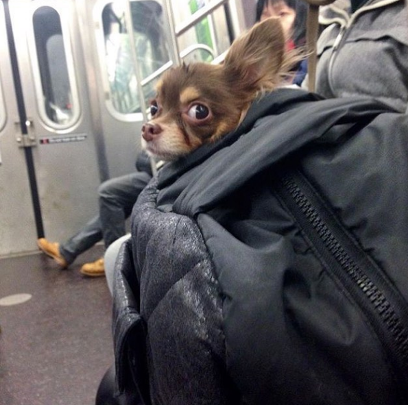 10 fotó, ami bebizonyítja, hogy a kutyák túl jók a gyalogláshoz 10 fotó, ami bebizonyítja, hogy a kutyák túl jók a gyalogláshoz