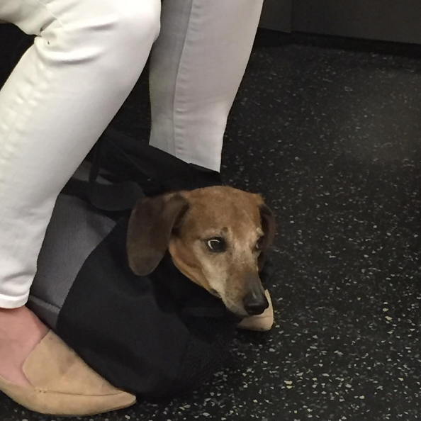 10 fotó, ami bebizonyítja, hogy a kutyák túl jók a gyalogláshoz 10 fotó, ami bebizonyítja, hogy a kutyák túl jók a gyalogláshoz