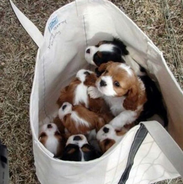 10 fotó, ami bebizonyítja, hogy a kutyák túl jók a gyalogláshoz 10 fotó, ami bebizonyítja, hogy a kutyák túl jók a gyalogláshoz