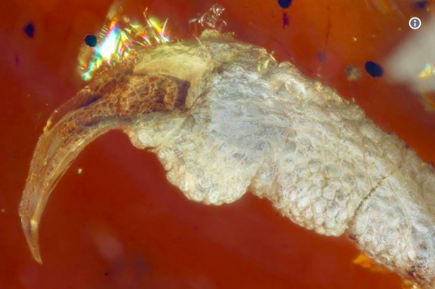 Jurassic Park Live: 99 millió éves fosszíliát találtak egy darab gyantában