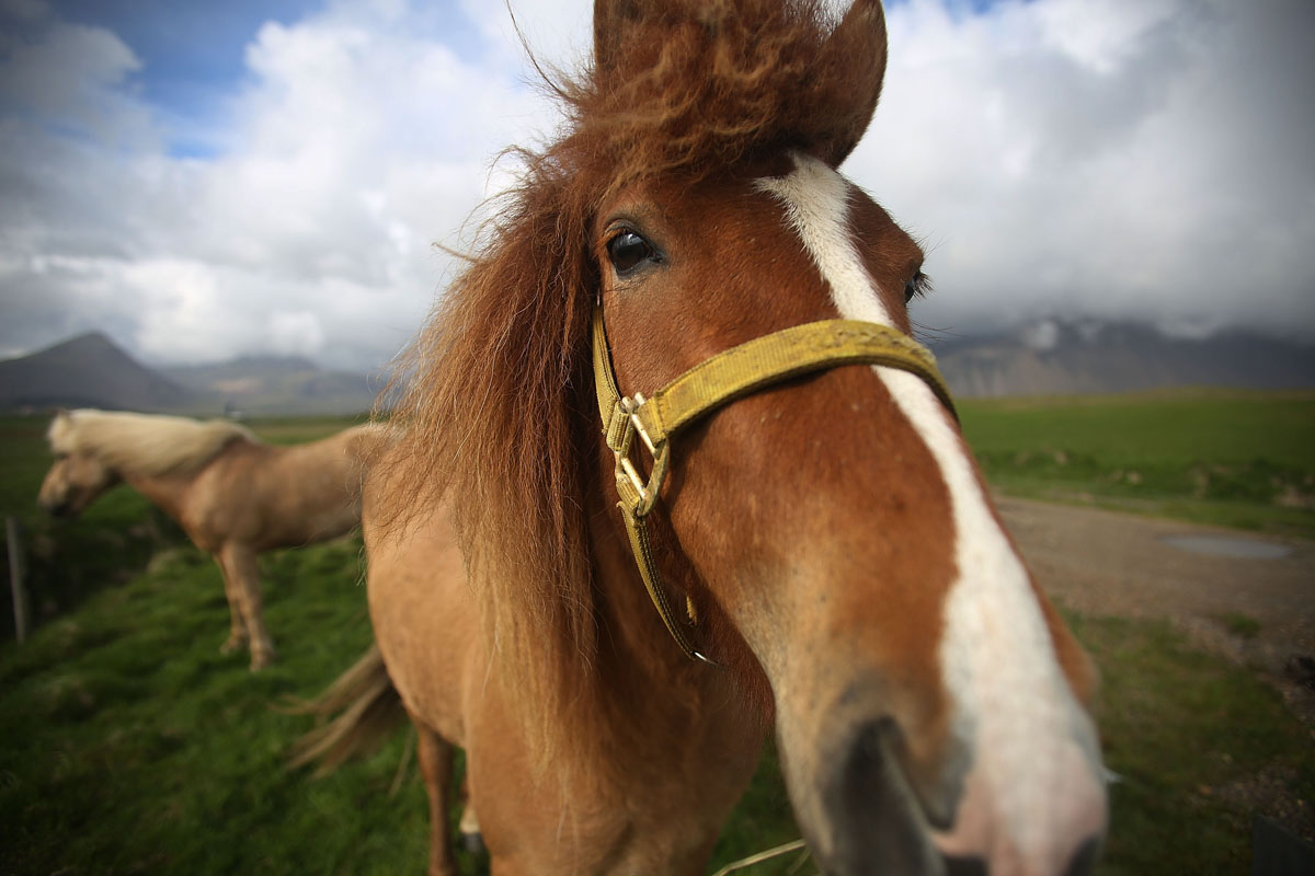 Izland nyáron igazi turista paradicsom - aminek a helyiek egyre kevésbé örülnek Izland nyáron igazi turista paradicsom - aminek a helyiek egyre kevésbé örülnek