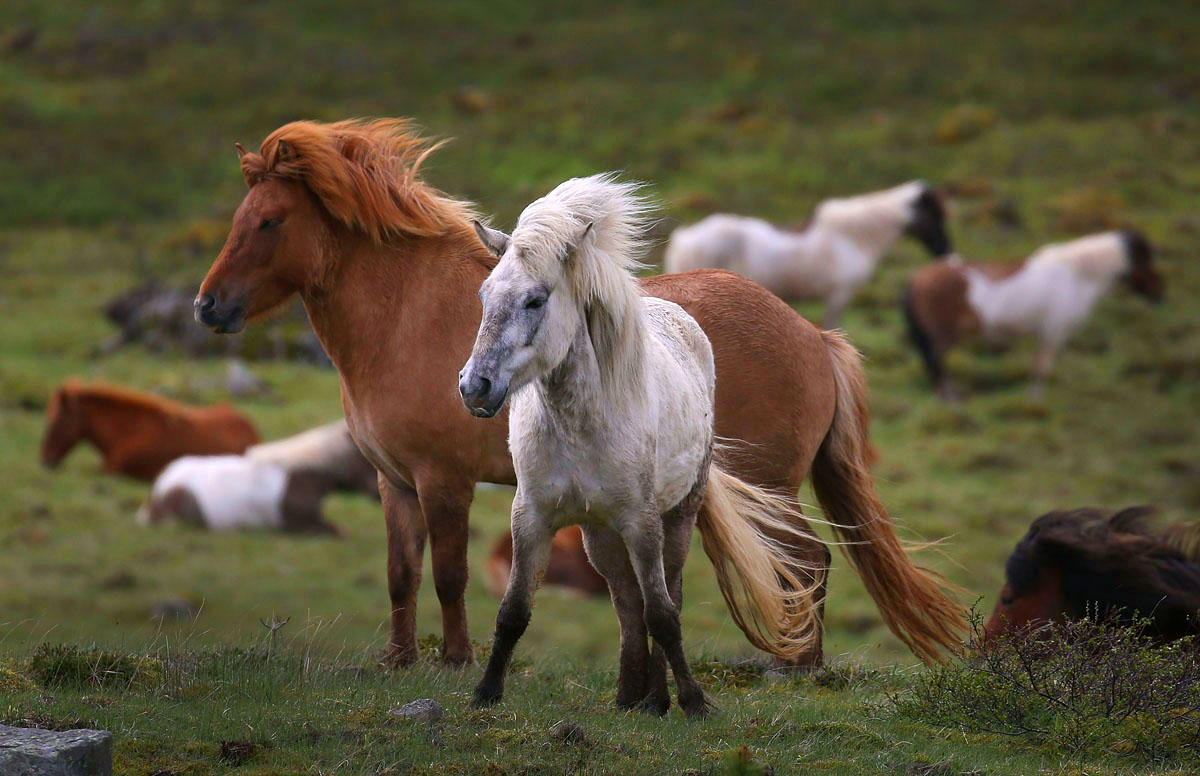 Izland nyáron igazi turista paradicsom - aminek a helyiek egyre kevésbé örülnek Izland nyáron igazi turista paradicsom - aminek a helyiek egyre kevésbé örülnek
