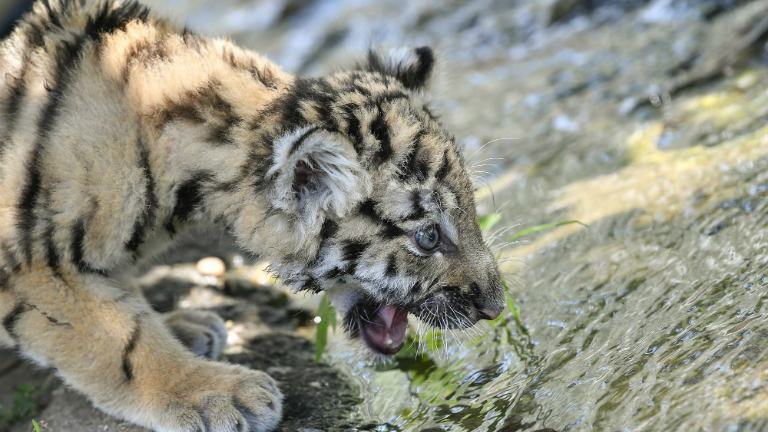 Végre megmutatták a szibériai kistigrist Debrecenben