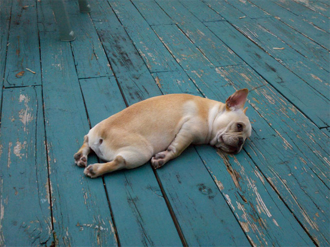 Kutyusok akik mindenhol elalszanak