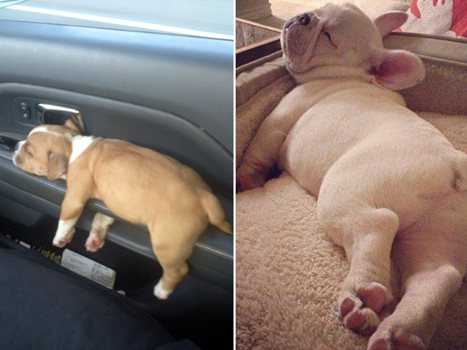 Kutyusok akik mindenhol elalszanak