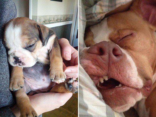 Kutyusok akik mindenhol elalszanak