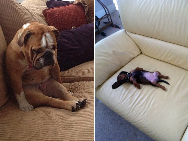 Kutyusok akik mindenhol elalszanak