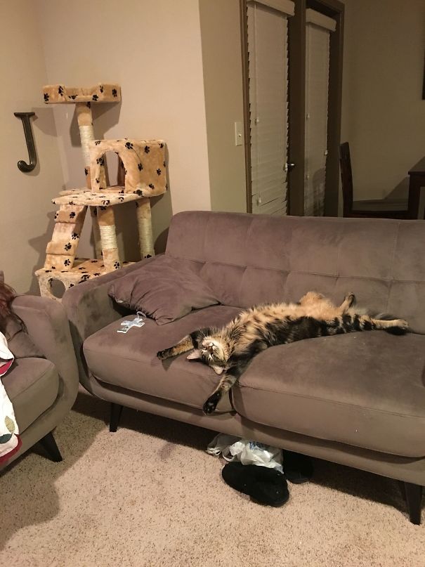 Ezek a cicák durván bekészültek a macskamentától