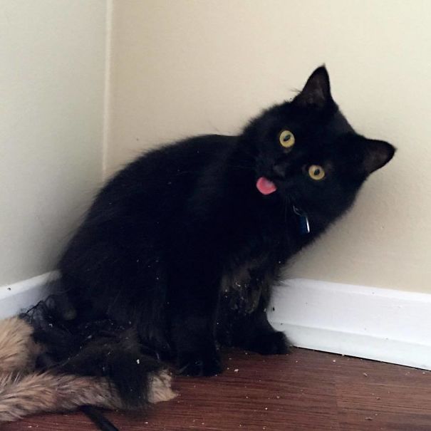 Ezek a cicák durván bekészültek a macskamentától