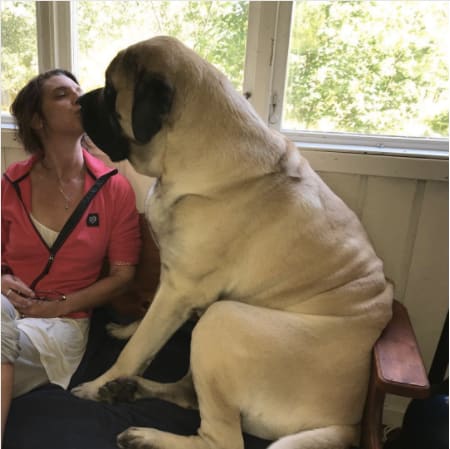 10 kutya, aki túl nagy ahhoz, hogy kutya legyen