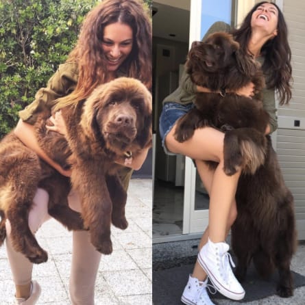 10 kutya, aki túl nagy ahhoz, hogy kutya legyen