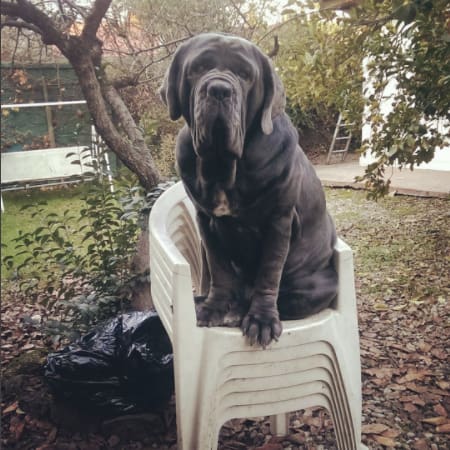 10 kutya, aki túl nagy ahhoz, hogy kutya legyen