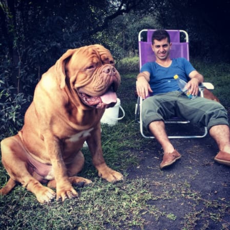 10 kutya, aki túl nagy ahhoz, hogy kutya legyen