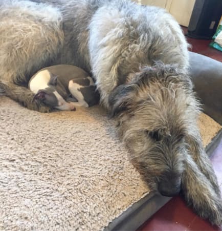 10 kutya, aki túl nagy ahhoz, hogy kutya legyen