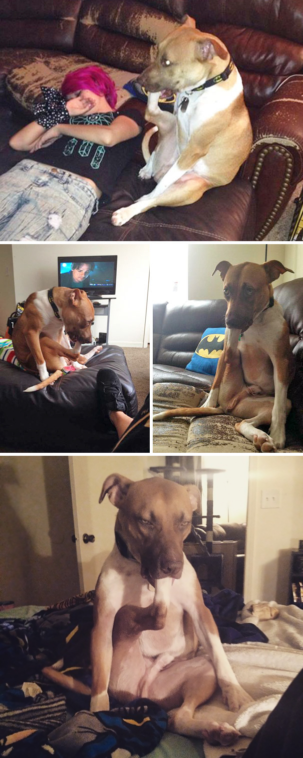 Ilyen, amikor a kutyák teljesen elfelejtik, hogyan kell kutyának lenni