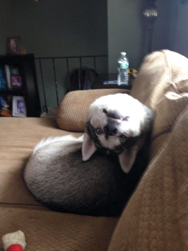 Ilyen, amikor a kutyák teljesen elfelejtik, hogyan kell kutyának lenni