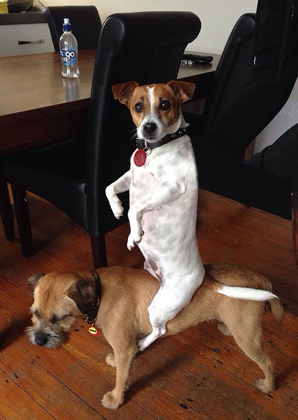 Ilyen, amikor a kutyák teljesen elfelejtik, hogyan kell kutyának lenni