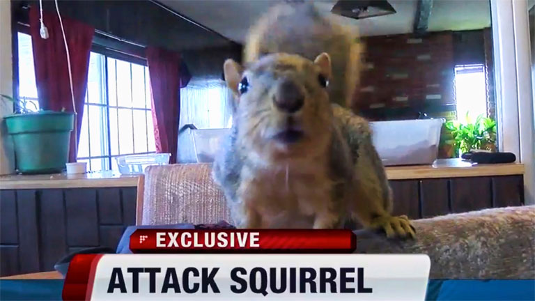 Becsajozott a harci mókus /fotó: Fox6