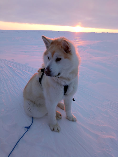 Bodri nagyon barátságos kutya, de medvejelzőként sajnos leszerepelt (Fotó: Wynne-Hughes Veronika/www.pingvinek.com)