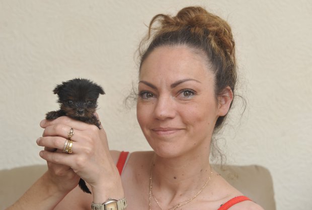 Ismerd meg a pöttöm kutyust, aki nem nagyobb egy babkonzervnél Ismerd meg a pöttöm kutyust, aki nem nagyobb egy babkonzervnél