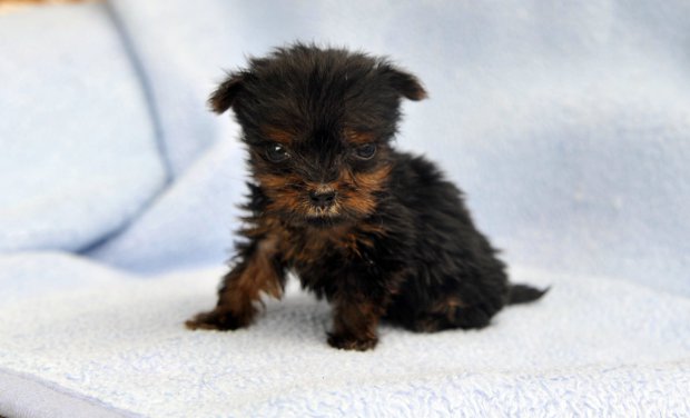 Ismerd meg a pöttöm kutyust, aki nem nagyobb egy babkonzervnél Ismerd meg a pöttöm kutyust, aki nem nagyobb egy babkonzervnél