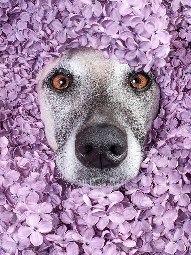 Ezek a mókás kutyaportrék neked is feldobják a napod