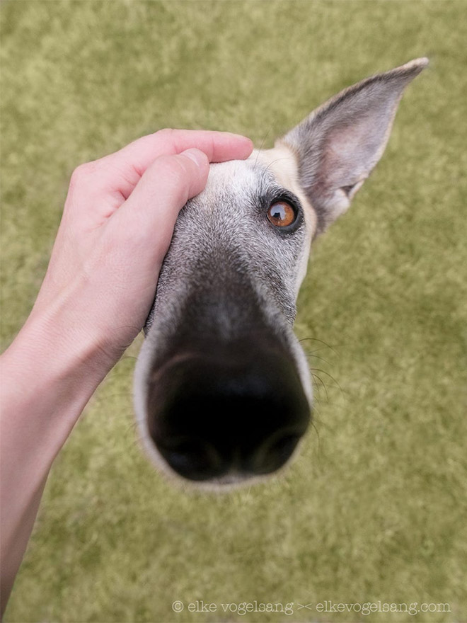 Ezek a mókás kutyaportrék neked is feldobják a napod