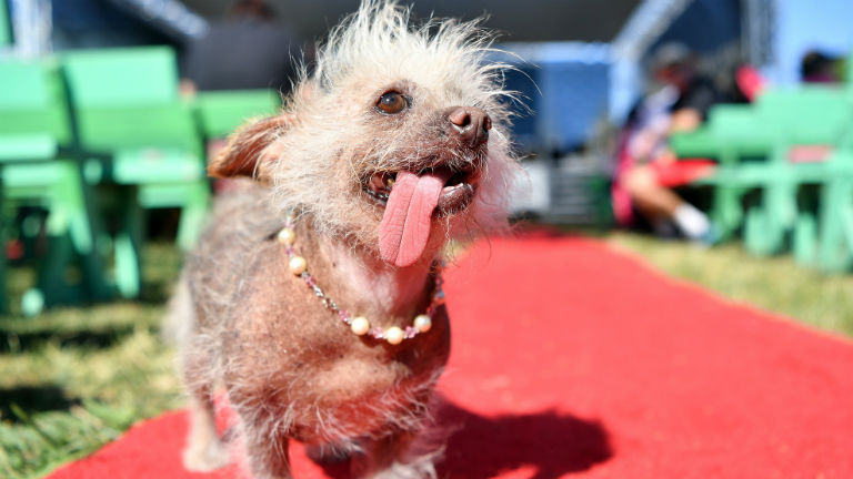 Képek forrása: Europress