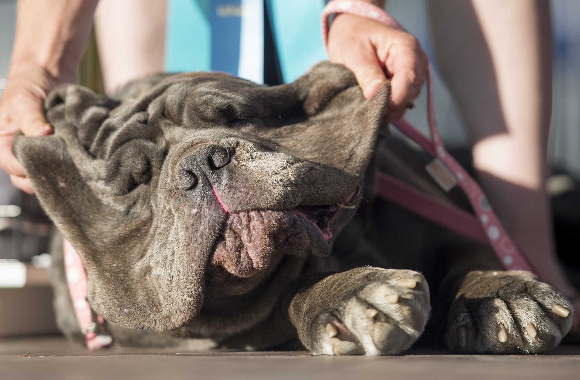 A világ legrondább kutyája nagy, ronda, lusta és imád fingani A világ legrondább kutyája nagy, ronda, lusta és imád fingani