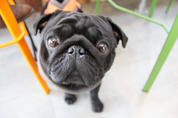 Mopszmániások, figyeljetek: mopszos kávézó nyílik Londonban