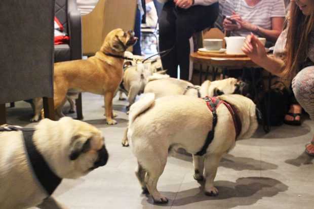 Mopszmániások, figyeljetek: mopszos kávézó nyílik Londonban