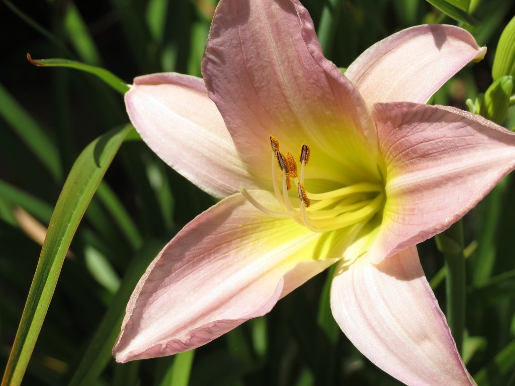 8 szárazságtűrő növény, amire esküsznek a kertészek