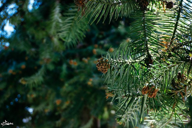 8 szárazságtűrő növény, amire esküsznek a kertészek
