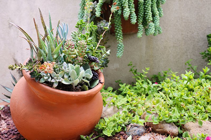 8 szárazságtűrő növény, amire esküsznek a kertészek