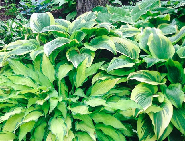 8 szárazságtűrő növény, amire esküsznek a kertészek