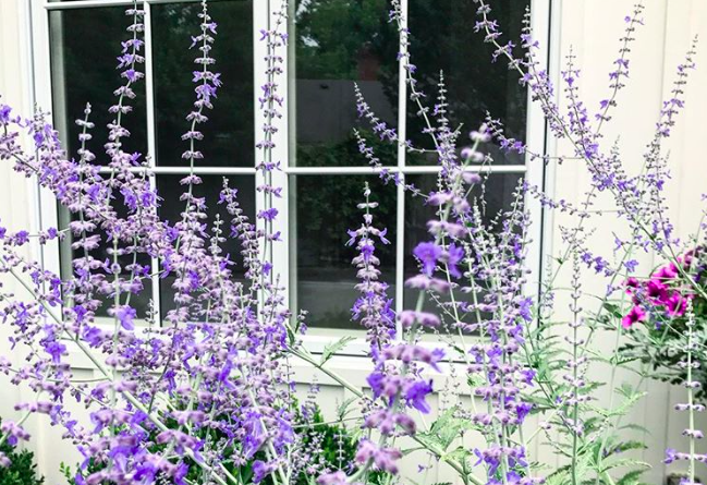 8 szárazságtűrő növény, amire esküsznek a kertészek