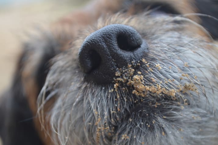 Nézegess díjnyertes fotókat nagyon cuki kutyákról Nézegess díjnyertes fotókat nagyon cuki kutyákról