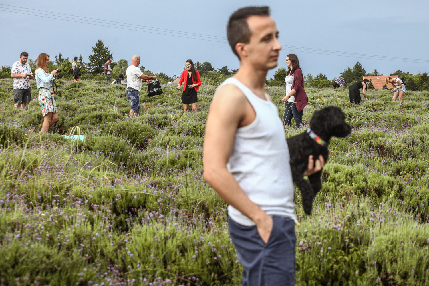 Épphogy csak elkezdődött a levendula szüret, már ki is fogytak belőle - képek a tihanyi Levendulafesztiválról Épphogy csak elkezdődött a levendula szüret, már ki is fogytak belőle - képek a tihanyi Levendulafesztiválról