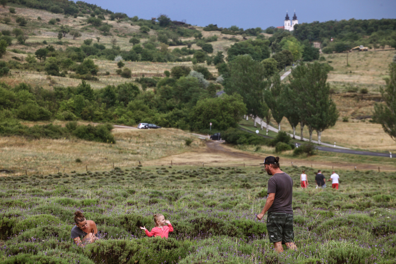 Épphogy csak elkezdődött a levendula szüret, már ki is fogytak belőle - képek a tihanyi Levendulafesztiválról Épphogy csak elkezdődött a levendula szüret, már ki is fogytak belőle - képek a tihanyi Levendulafesztiválról