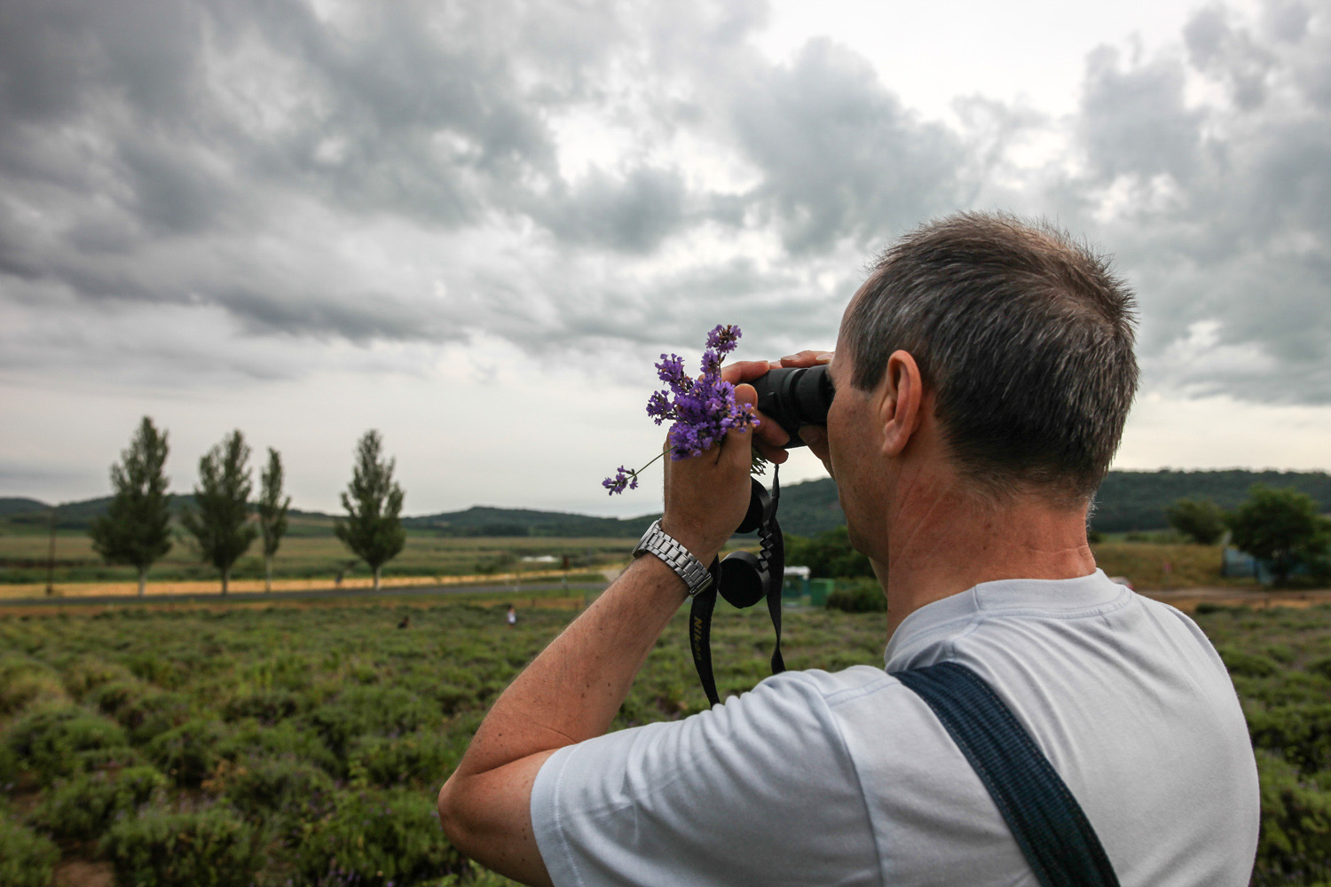 Épphogy csak elkezdődött a levendula szüret, már ki is fogytak belőle - képek a tihanyi Levendulafesztiválról Épphogy csak elkezdődött a levendula szüret, már ki is fogytak belőle - képek a tihanyi Levendulafesztiválról