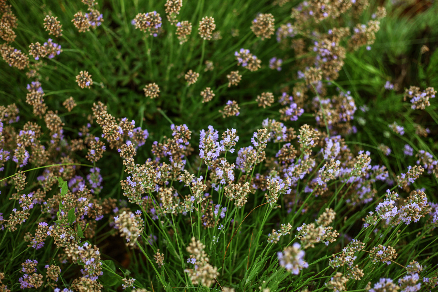 Épphogy csak elkezdődött a levendula szüret, már ki is fogytak belőle - képek a tihanyi Levendulafesztiválról Épphogy csak elkezdődött a levendula szüret, már ki is fogytak belőle - képek a tihanyi Levendulafesztiválról